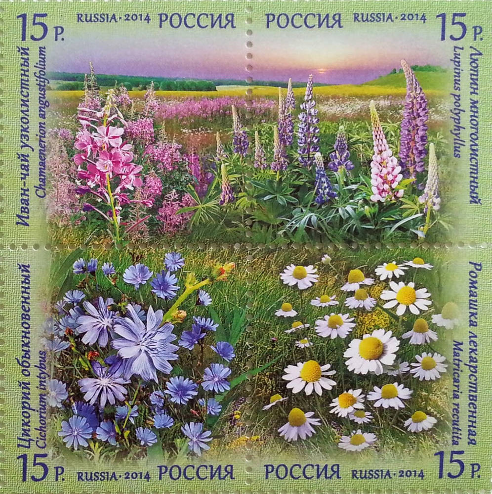 Флора России. Полевые цветы