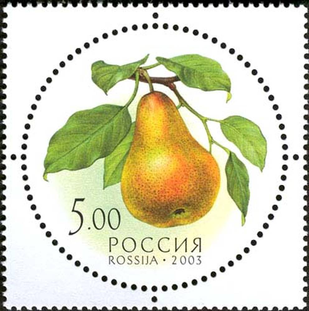 Дары природы. Груша